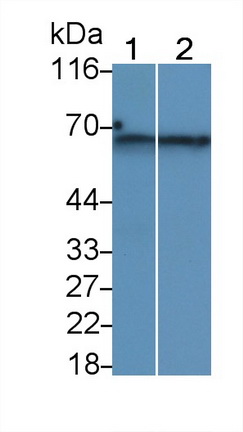 Monoclonal Antibody to Phosphatase And Tensin Homolog (PTEN)