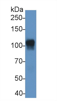 Monoclonal Antibody to ATPase, Na+/K+ Transporting Alpha 1 Polypeptide (ATP1a1)