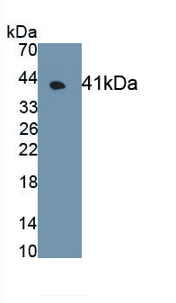 Monoclonal Antibody to G Protein Coupled Receptor 35 (GPR35)