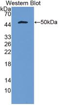 Monoclonal Antibody to Interferon Alpha 5 (IFNa5)