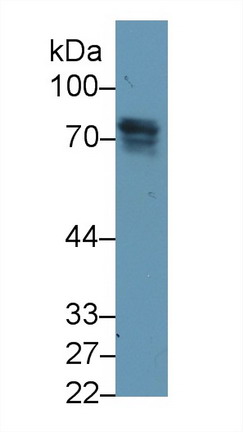 Monoclonal Antibody to Periostin (POSTN)