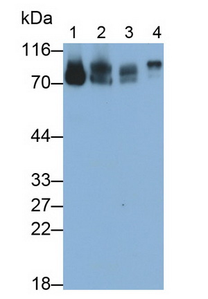 Monoclonal Antibody to Periostin (POSTN)