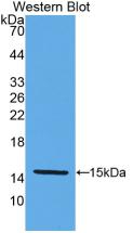 Monoclonal Antibody to Klotho Beta (KLb)