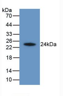 Monoclonal Antibody to Hepatitis A Virus Cellular Receptor 2 (HAVCR2)