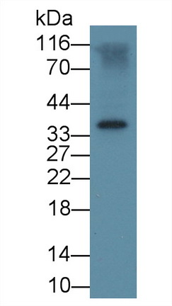 Monoclonal Antibody to Follistatin Like Protein 1 (FSTL1)