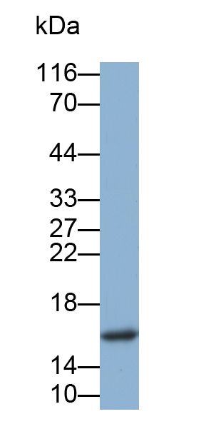 Monoclonal Antibody to Cystatin 2 (CST2)