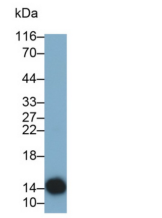 Monoclonal Antibody to Cystatin 4 (CST4)