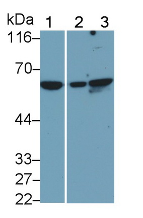 Monoclonal Antibody to Beclin 1 (BECN1)