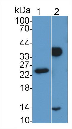 Monoclonal Antibody to C1q And Tumor Necrosis Factor Related Protein 1 (C1QTNF1)