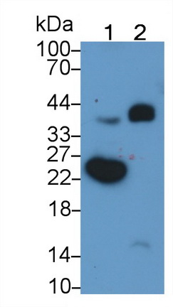 Monoclonal Antibody to C1q And Tumor Necrosis Factor Related Protein 1 (C1QTNF1)