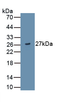 Monoclonal Antibody to A Disintegrin And Metalloproteinase With Thrombospondin 9 (ADAMTS9)
