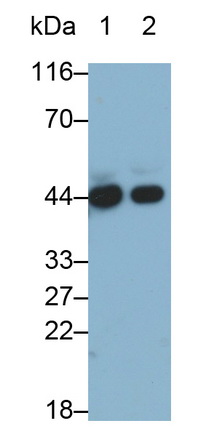 Monoclonal Antibody to Alpha-2-Glycoprotein 1, Zinc Binding (aZGP1)