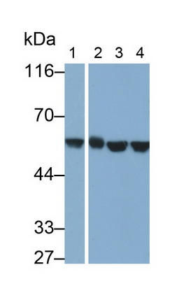 Monoclonal Antibody to Chaperonin Containing TCP1, Subunit 2 (CCT2)