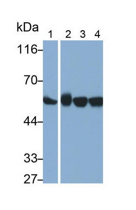 Monoclonal Antibody to Chaperonin Containing TCP1, Subunit 2 (CCT2)