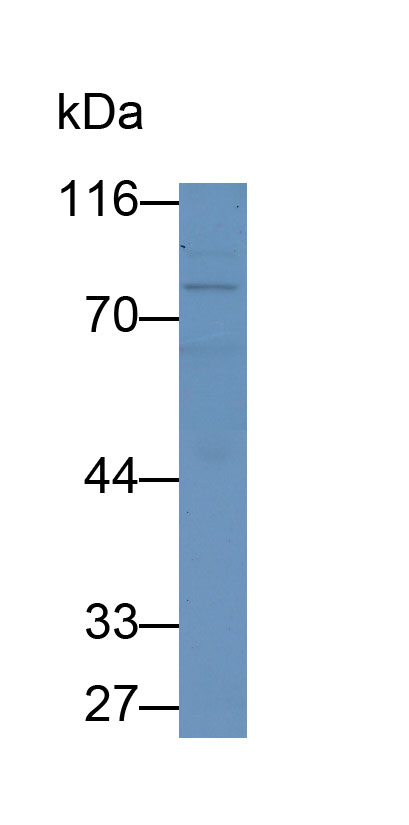 Monoclonal Antibody to Myxovirus Resistance 1 (MX1)