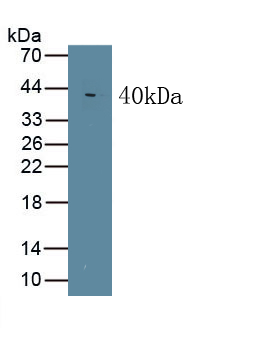 Monoclonal Antibody to Wingless Type MMTV Integration Site Family, Member 5A (WNT5A)