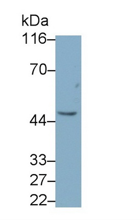 Monoclonal Antibody to Peptidase Inhibitor 16 (PI16)