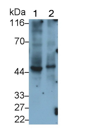 Monoclonal Antibody to Peptidase Inhibitor 16 (PI16)