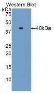 Monoclonal Antibody to Hexa Histidine (H6)