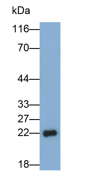 Monoclonal Antibody to Hexa Histidine (H6)