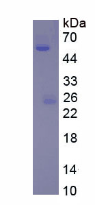 Native Immunoglobulin G1 (IgG1)