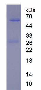 Native Immunoglobulin G1 (IgG1)