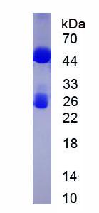 Native Immunoglobulin G (IgG)