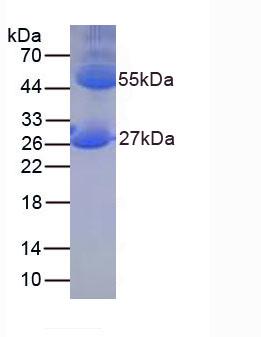 Native Immunoglobulin G (IgG)