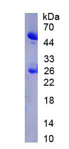 Native Immunoglobulin G (IgG)