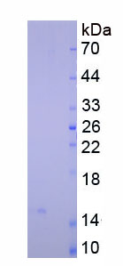 Native Heart-type Fatty Acid Binding Protein (H-FABP)