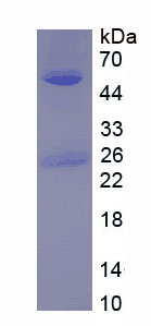 Native Immunoglobulin G2 (IgG2)