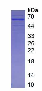 Native Catalase (CAT)