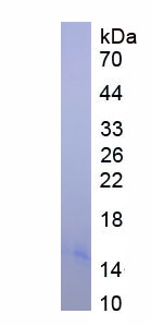 Native Hemoglobin Alpha 1 (HBa1)