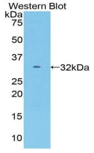 Polyclonal Antibody to Activated Leukocyte Cell Adhesion Molecule (ALCAM)