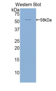 Polyclonal Antibody to Activated Leukocyte Cell Adhesion Molecule (ALCAM)