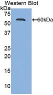 Polyclonal Antibody to Activated Leukocyte Cell Adhesion Molecule (ALCAM)