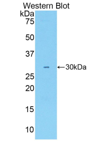 Polyclonal Antibody to Activated Leukocyte Cell Adhesion Molecule (ALCAM)