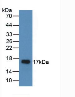 PAA006Ra01.jpg