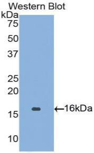 Polyclonal Antibody to Angiopoietin 2 (ANGPT2)