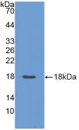 Polyclonal Antibody to Angiopoietin 2 (ANGPT2)