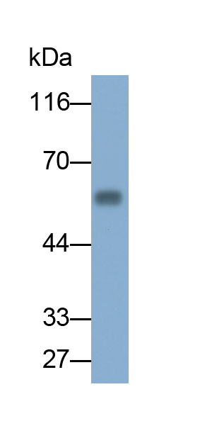 Polyclonal Antibody to Angiopoietin 2 (ANGPT2)