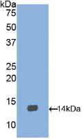 Polyclonal Antibody to Brain Derived Neurotrophic Factor (BDNF)