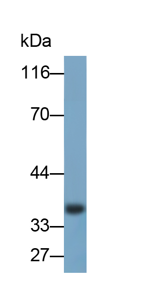 Polyclonal Antibody to Brain Derived Neurotrophic Factor (BDNF)