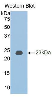 Polyclonal Antibody to Bone Morphogenetic Protein 2 (BMP2)