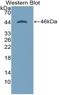 Polyclonal Antibody to Bone Morphogenetic Protein 2 (BMP2)