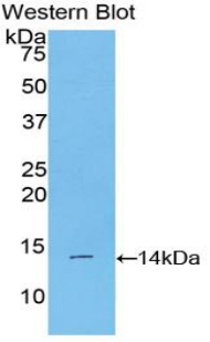 Polyclonal Antibody to Bone Morphogenetic Protein 2 (BMP2)