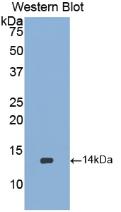 Polyclonal Antibody to Bone Morphogenetic Protein 2 (BMP2)