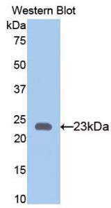 Polyclonal Antibody to Bone Morphogenetic Protein 4 (BMP4)