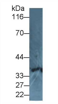 PAA019Hu01.jpg
