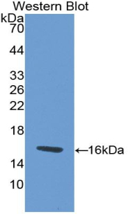 Polyclonal Antibody to Endocrine Gland Derived Vascular Endothelial Growth Factor (EG-VEGF)